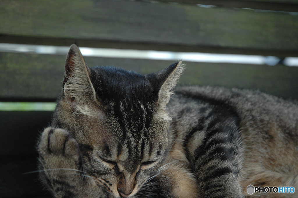 うたたねこ