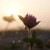 野草花