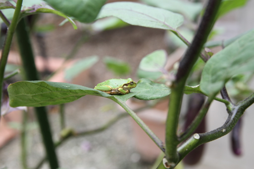 野菜の番人