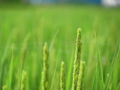 イネの開花