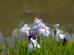 菖蒲