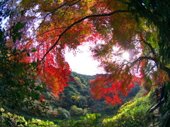 紅葉渦巻く山道