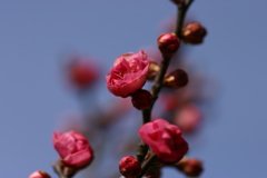 紅梅と青空