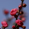 紅梅と青空