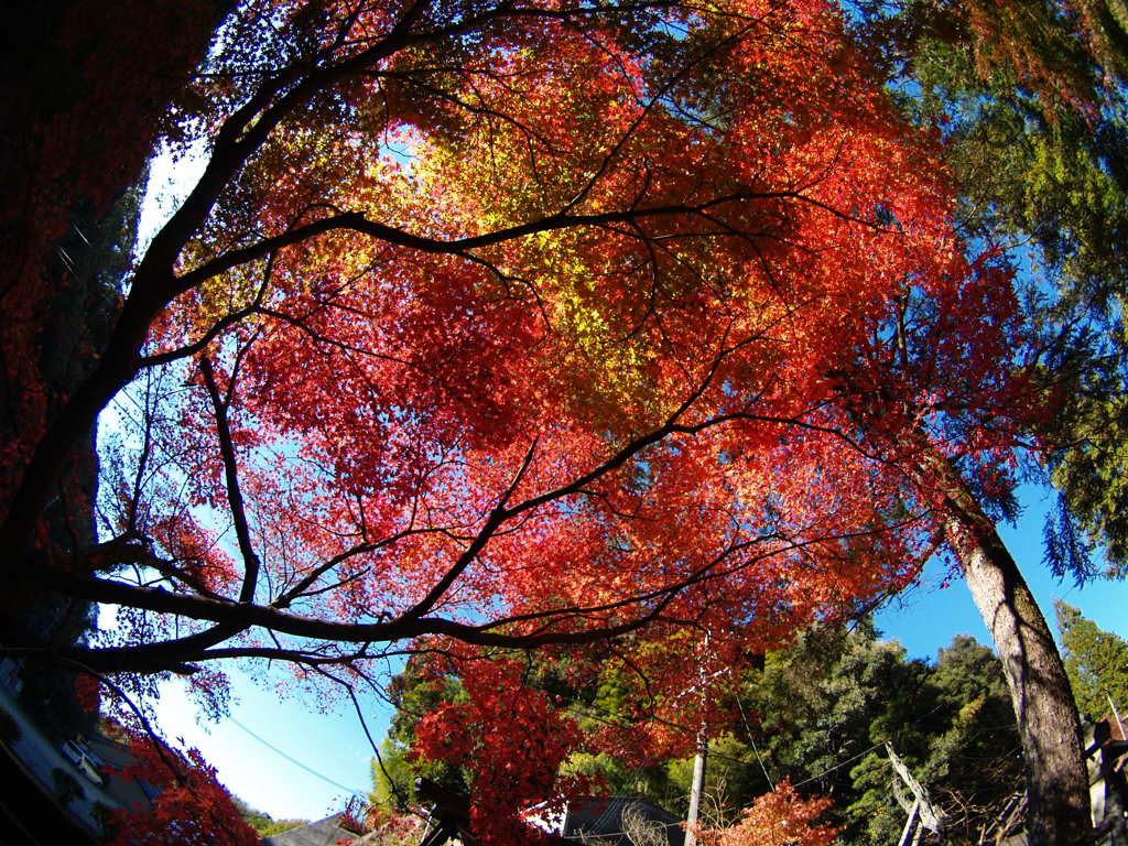 紅葉渦巻く
