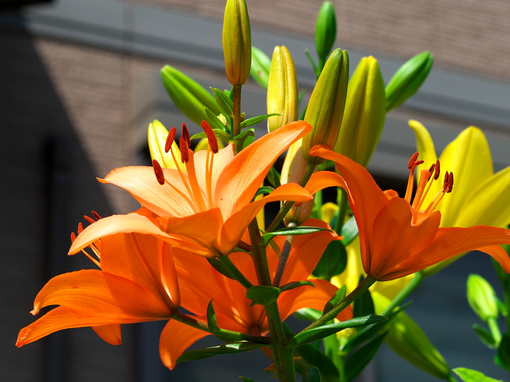 ユリの花咲く