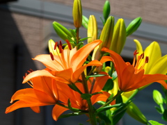 ユリの花咲く