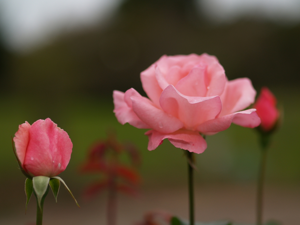 ピンクの薔薇