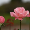 ピンクの薔薇