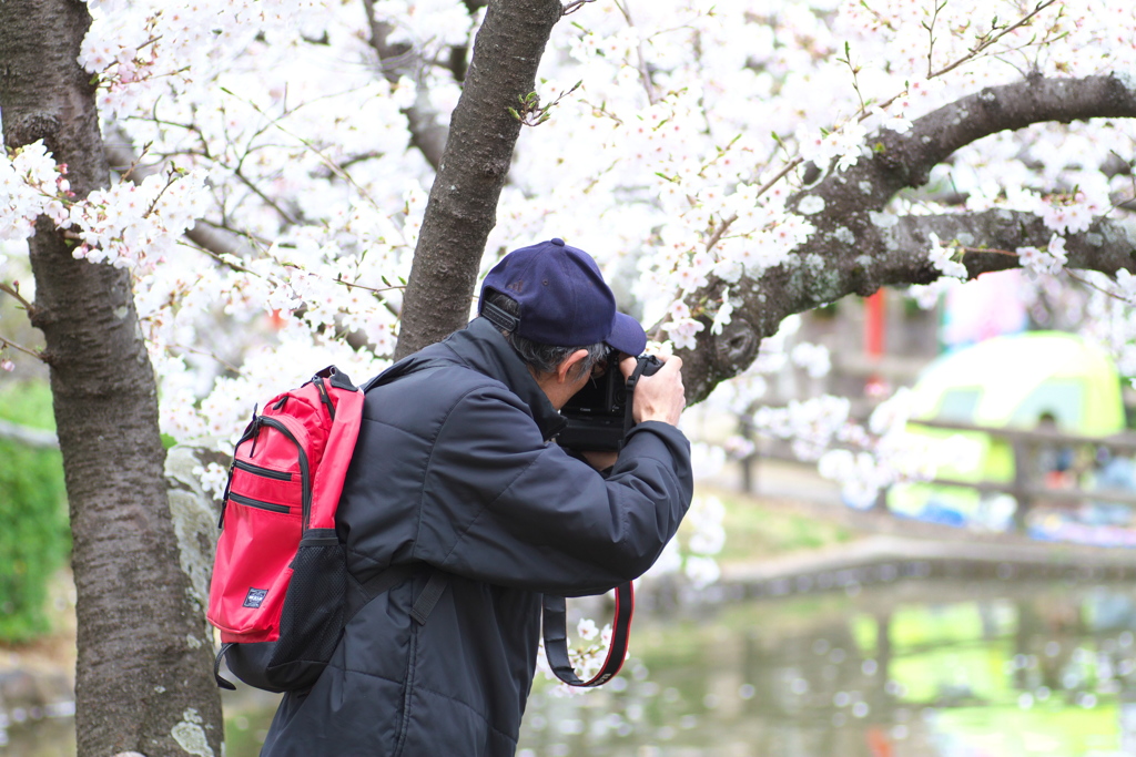 桜撮るカメラマン