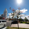 百日紅まだ咲く
