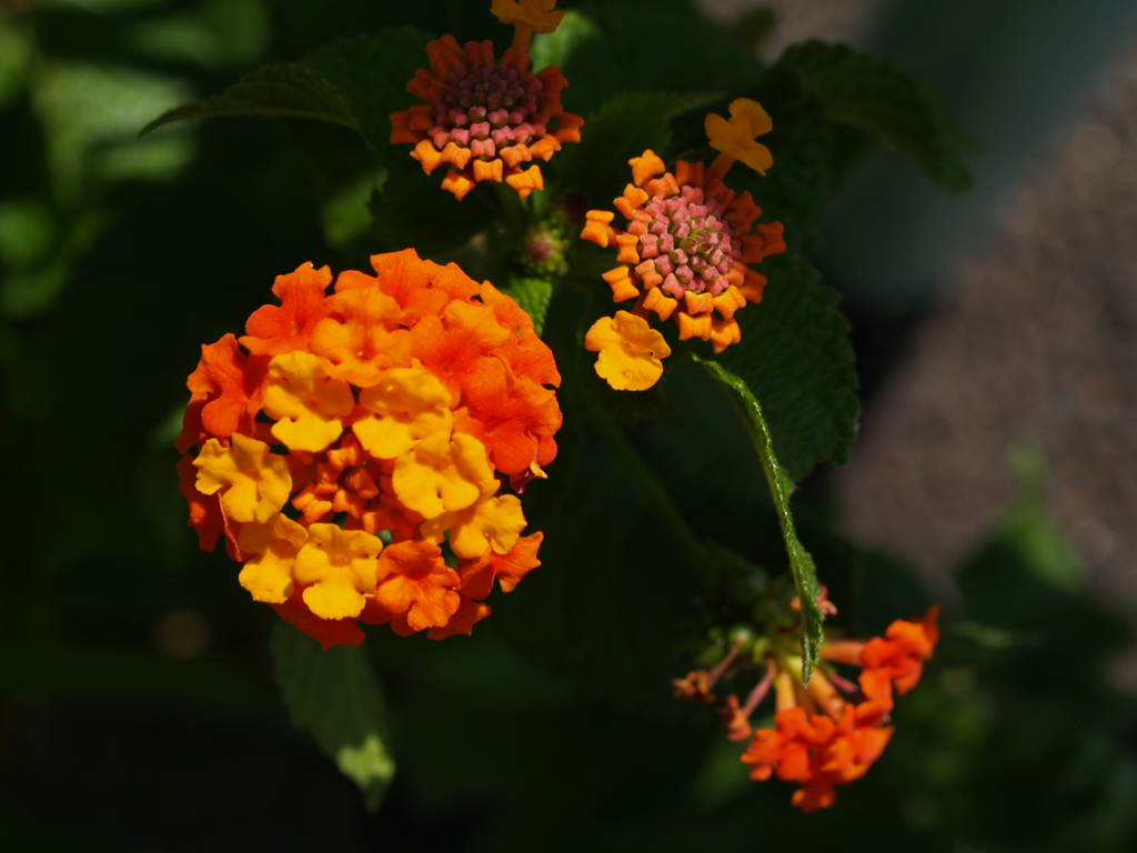 オレンジ・黄色の花