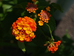 オレンジ・黄色の花