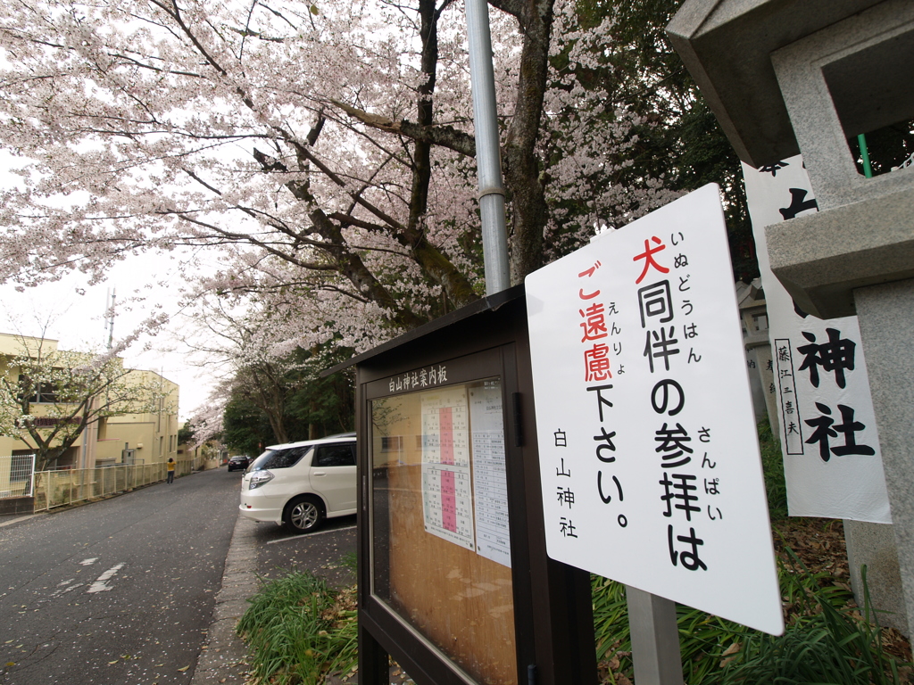 日曜日の桜