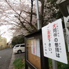 日曜日の桜