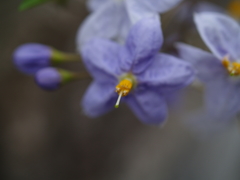 何の花かな