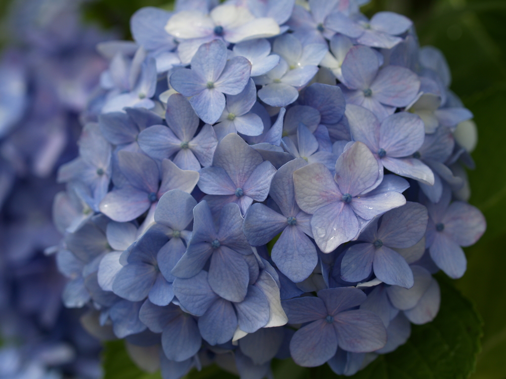 我が家の紫陽花