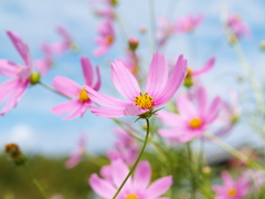 秋桜風に舞う