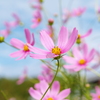 秋桜風に舞う