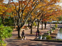 秋の公園散策