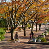 秋の公園散策