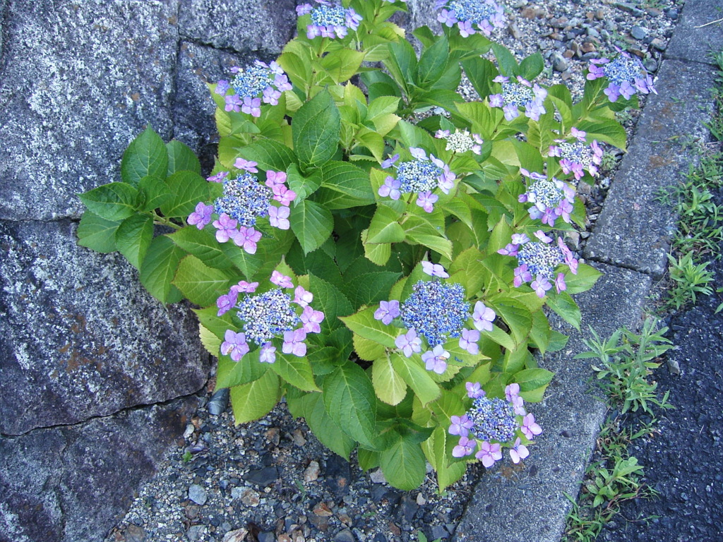 紫陽花