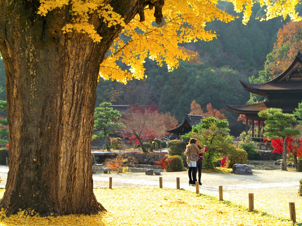 樹齢７００年の大銀杏