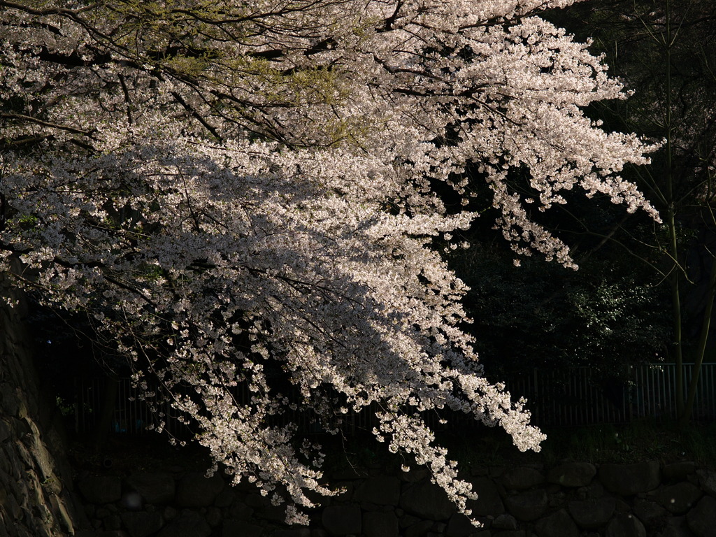 城に咲く桜
