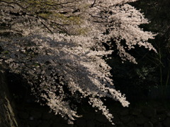 城に咲く桜