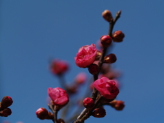 紅梅にコダックブルーの青空