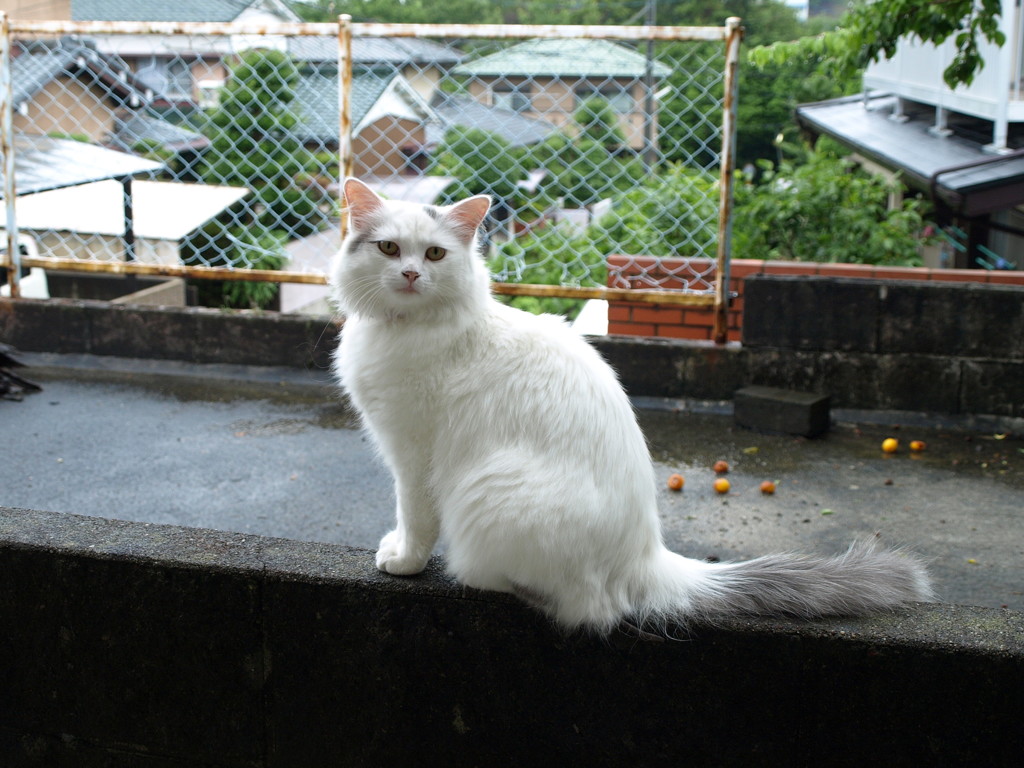 メリー