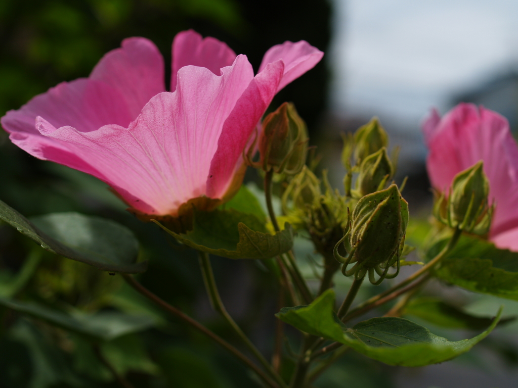 芙蓉