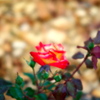 薔薇の花咲く