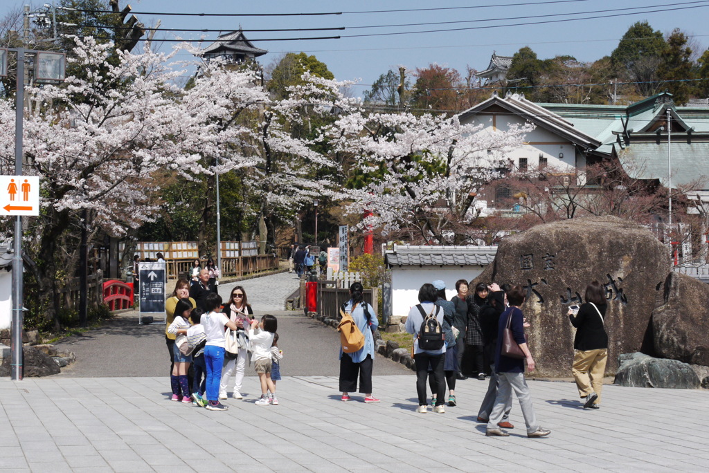 犬山城と桜