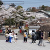 犬山城と桜