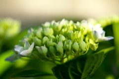 我が家の紫陽花