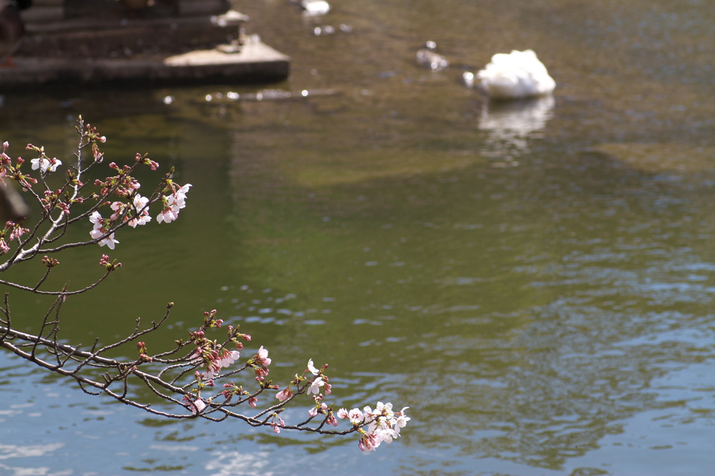 水鳥も花を楽しむ街