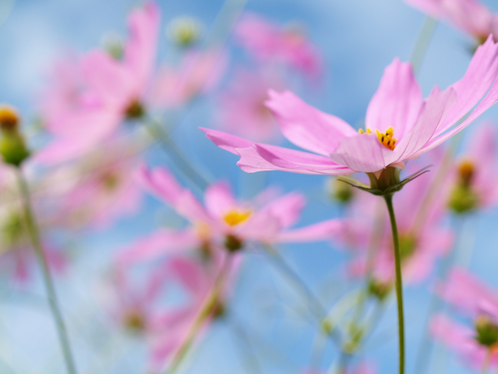 秋桜風に舞う