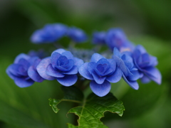 KODAKのCCDの描写　紫陽花