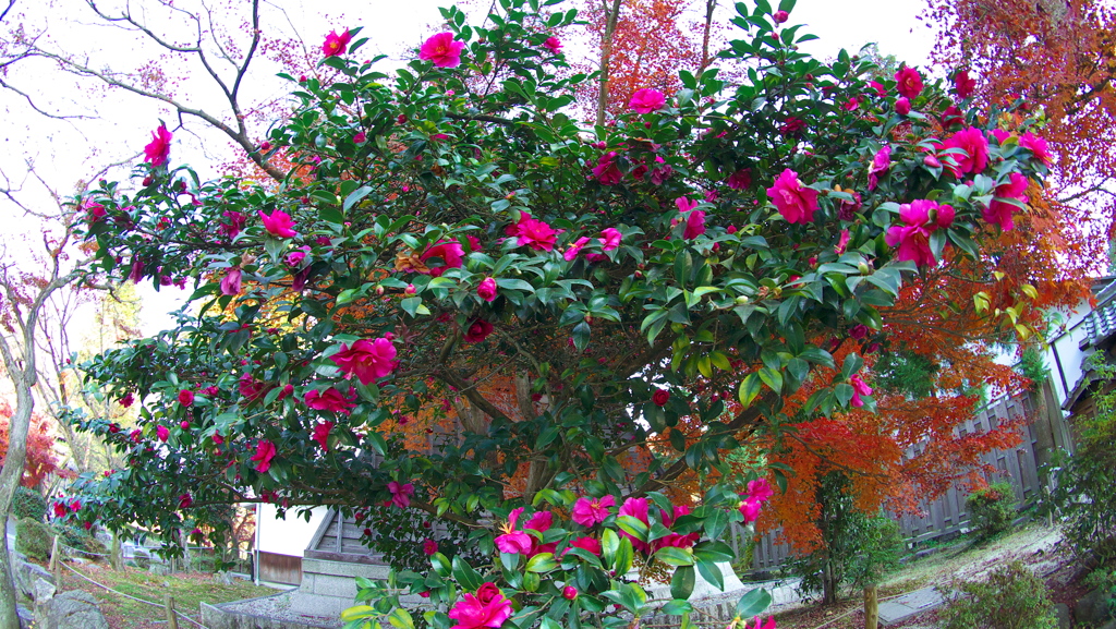 山茶花満開