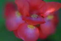  F1.2のボケ