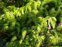 シダ植物