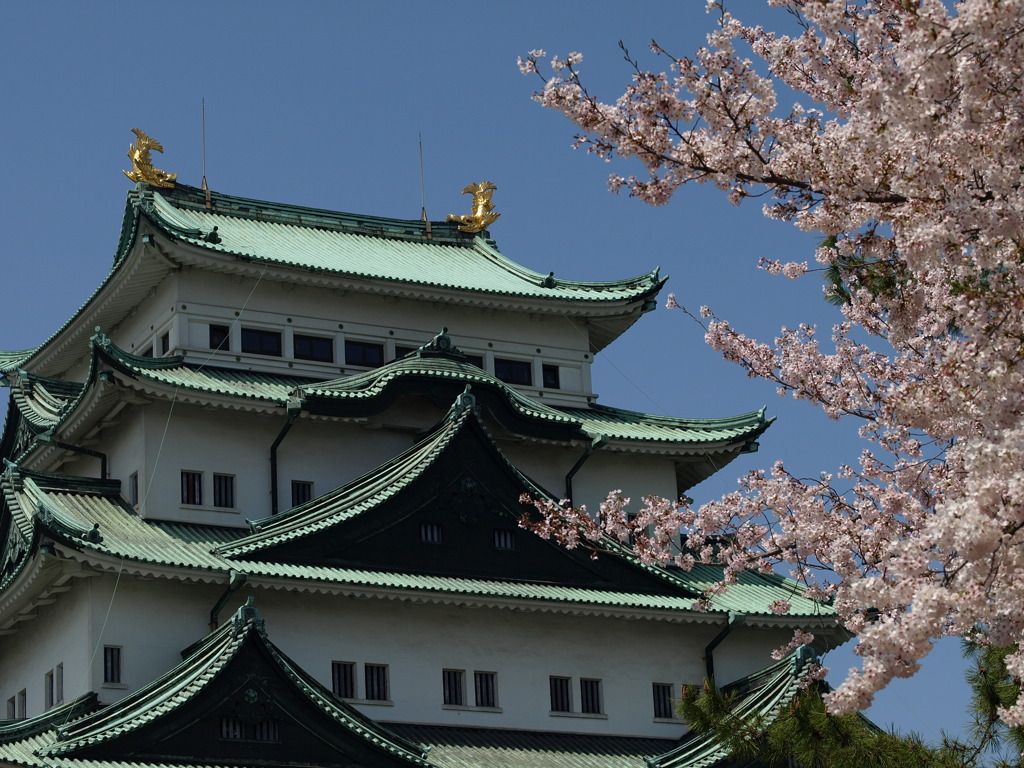 名古屋城と桜