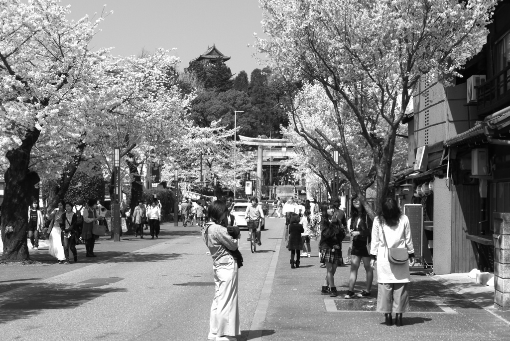 城の見える桜道