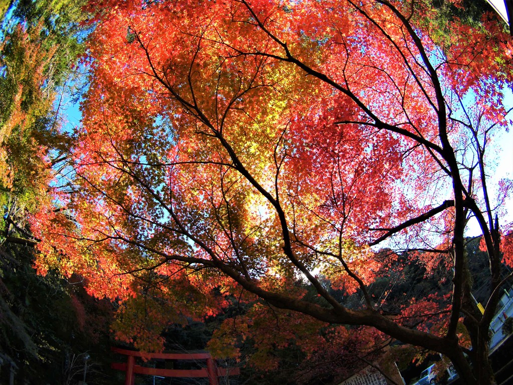 紅葉に光射すとき