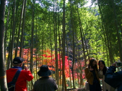 竹林から見える紅葉