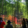 竹林から見える紅葉