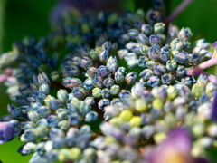 アジサイの花芽