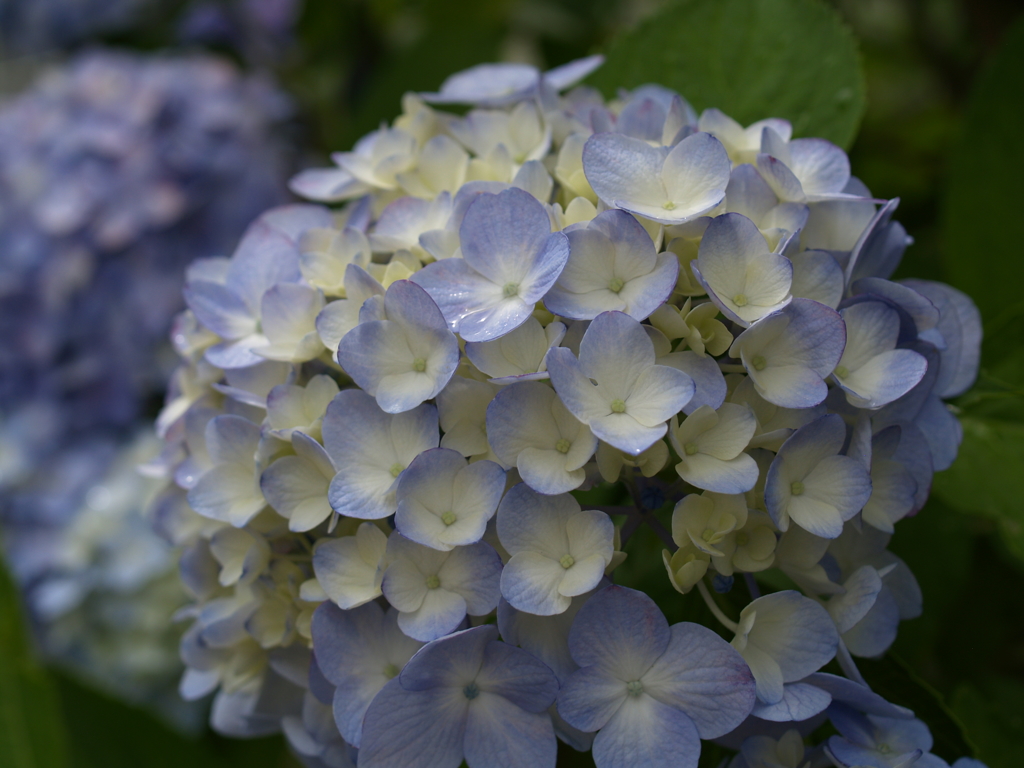 我が家の紫陽花