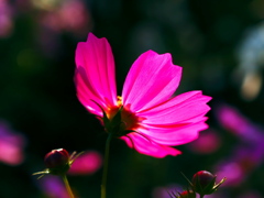 秋桜朝日に輝く